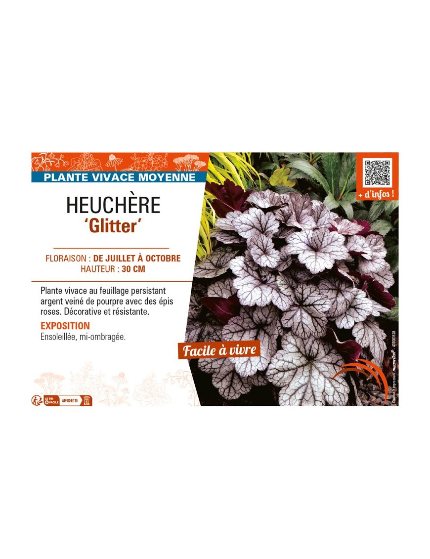 HEUCHERA Glitter