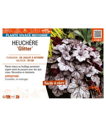 HEUCHERA Glitter