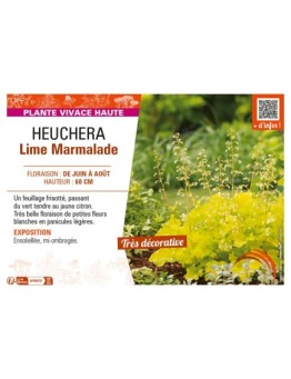 HEUCHERA LIME MARMALADE