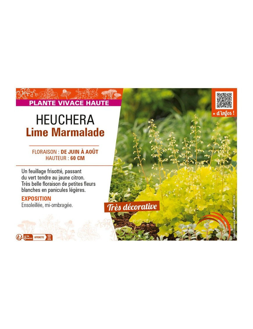 HEUCHERA LIME MARMALADE