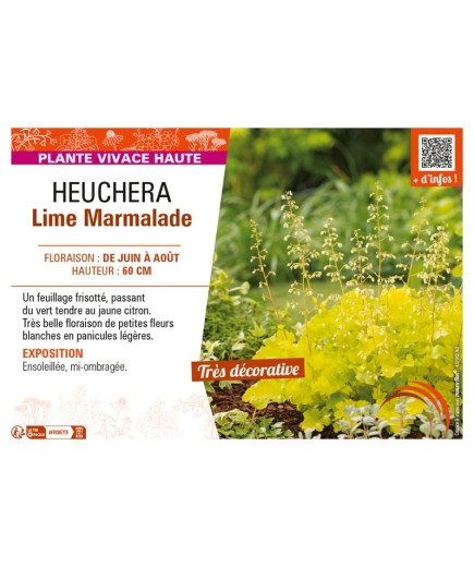 HEUCHERA LIME MARMALADE