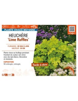HEUCHERA Lime Ruffles