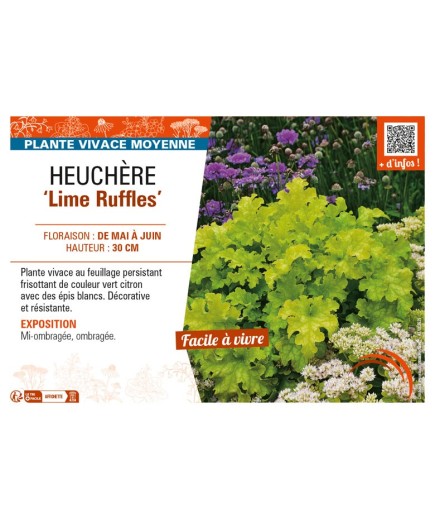 HEUCHERA Lime Ruffles