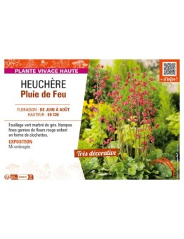 HEUCHERA PLUIE DE FEU