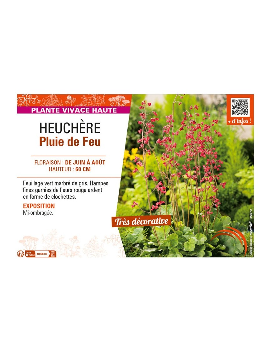 HEUCHERA PLUIE DE FEU