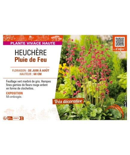 HEUCHERA PLUIE DE FEU