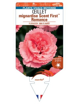 DIANTHUS plumarius Scent FirstTM Romance voir Œillet mignardise