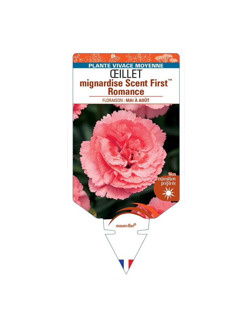 DIANTHUS plumarius Scent FirstTM Romance voir Œillet mignardise