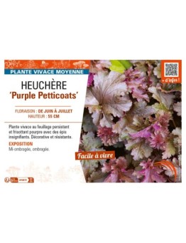 HEUCHERA Purple Petticoats