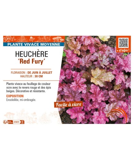 HEUCHERA Red Fury