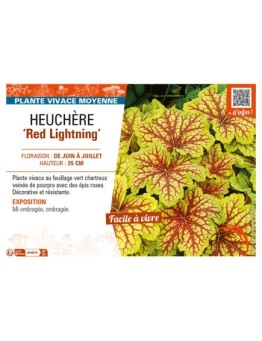 HEUCHERA Red Lightning
