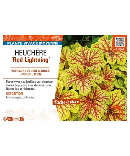 HEUCHERA Red Lightning