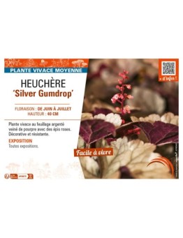 HEUCHERA Silver Gumdrop