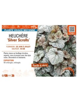 HEUCHERA Silver Scrolls
