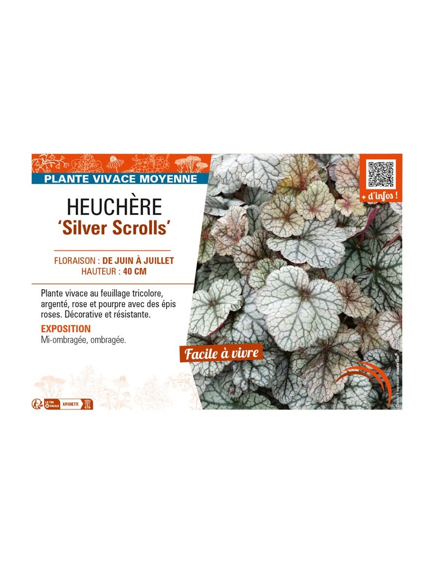 HEUCHERA Silver Scrolls