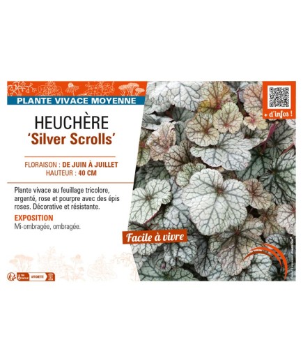 HEUCHERA Silver Scrolls