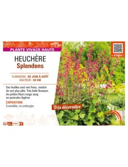 HEUCHERA SPLENDENS