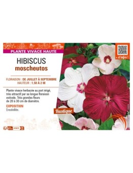 HIBISCUS MOSCHEUTOS (varié)