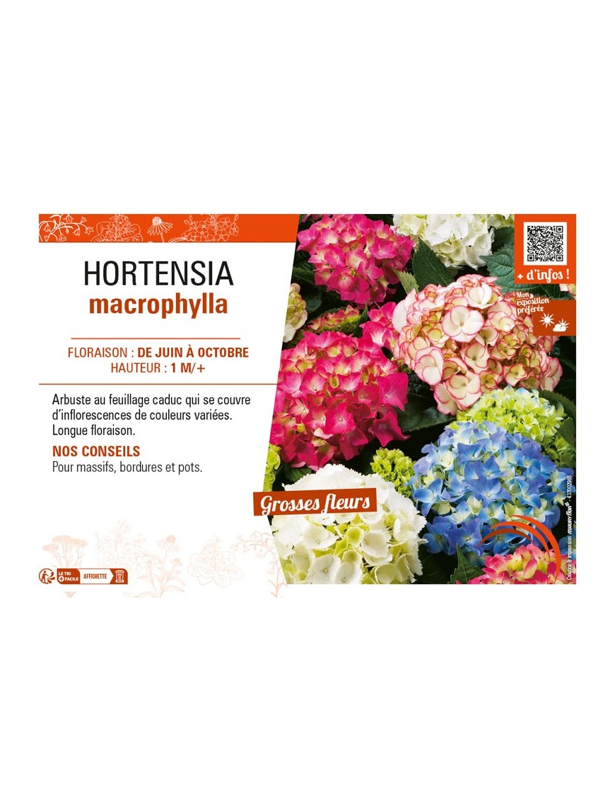 HORTENSIA MACROPHYLLA