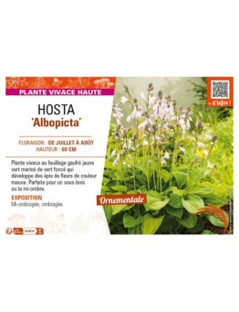 HOSTA (fortunei) Albopicta