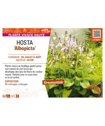 HOSTA (fortunei) Albopicta