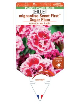 DIANTHUS plumarius Scent FirstTM Sugar Plum voir Œillet mignardise