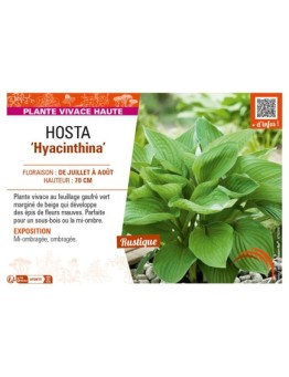 HOSTA (fortunei) Hyacinthina