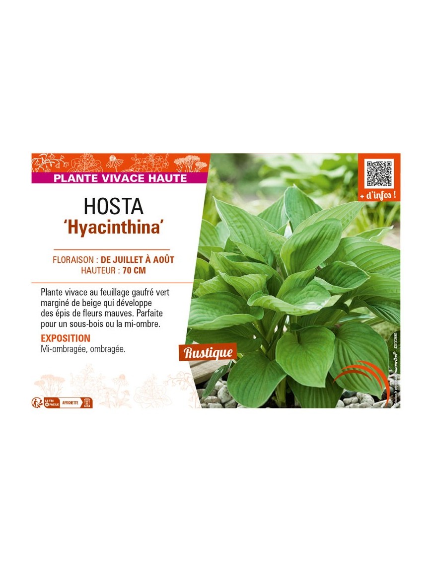 HOSTA (fortunei) Hyacinthina