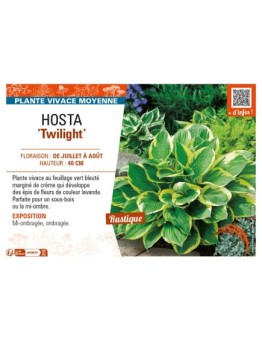 HOSTA (fortunei) Twilight