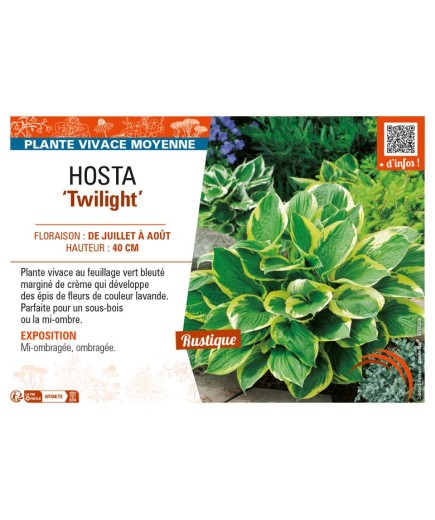 HOSTA (fortunei) Twilight