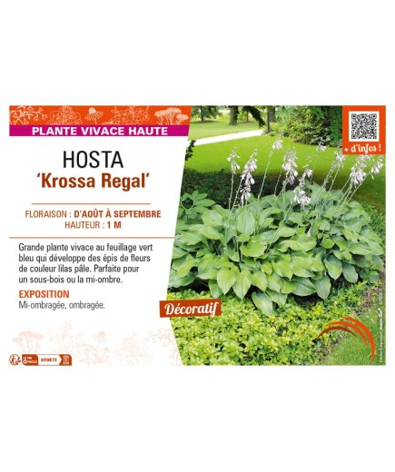 HOSTA (nigrescens) Krossa Regal