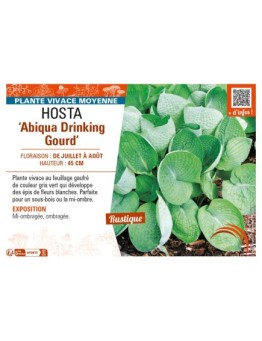 HOSTA (sieboldiana) Abiqua Drinking Gourd