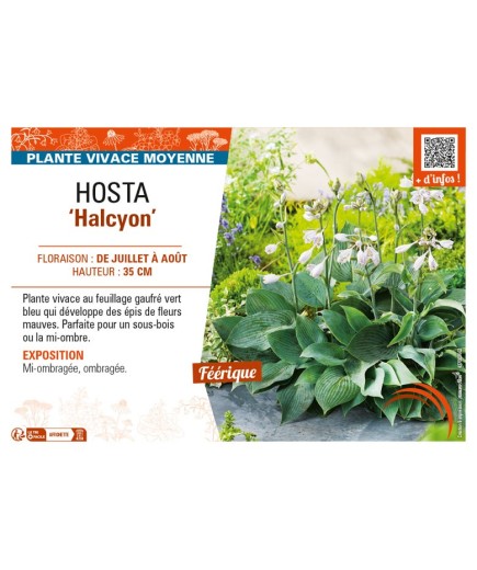 HOSTA (tardiana) Halcyon