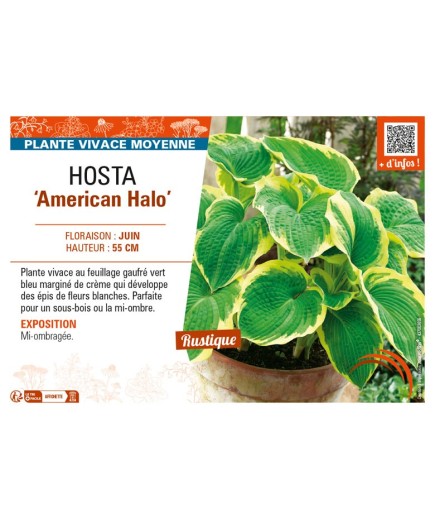 HOSTA American Halo