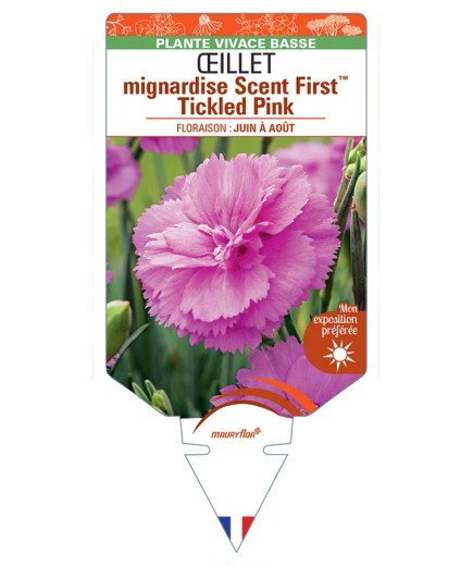 DIANTHUS plumarius Scent FirstTM Tickled Pink voir Œillet mignardise