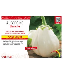 AUBERGINE BLANCHE Plant greffé