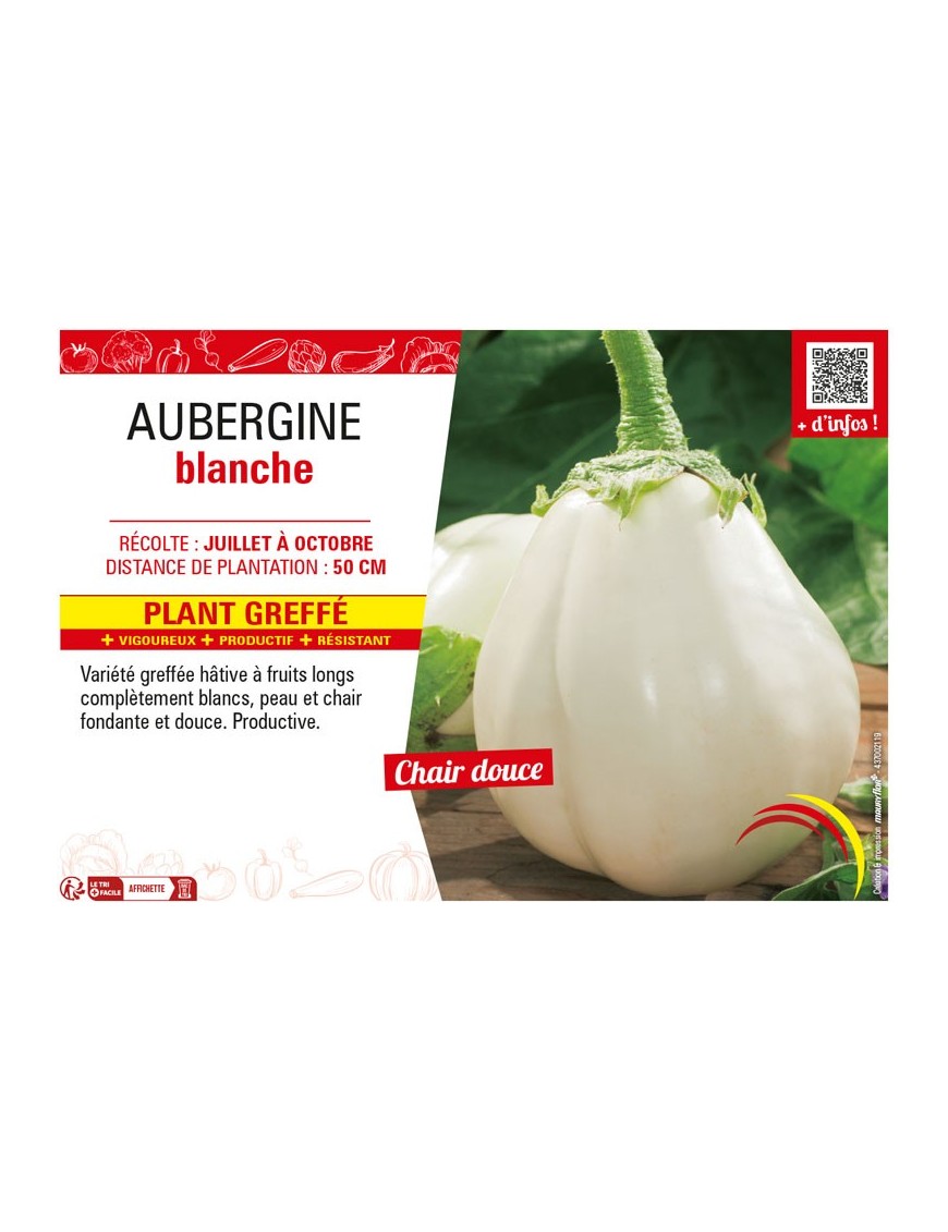 AUBERGINE BLANCHE Plant greffé