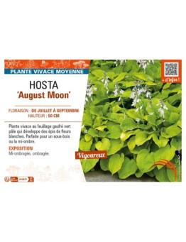 HOSTA August Moon