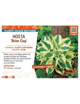 HOSTA Brim Cup