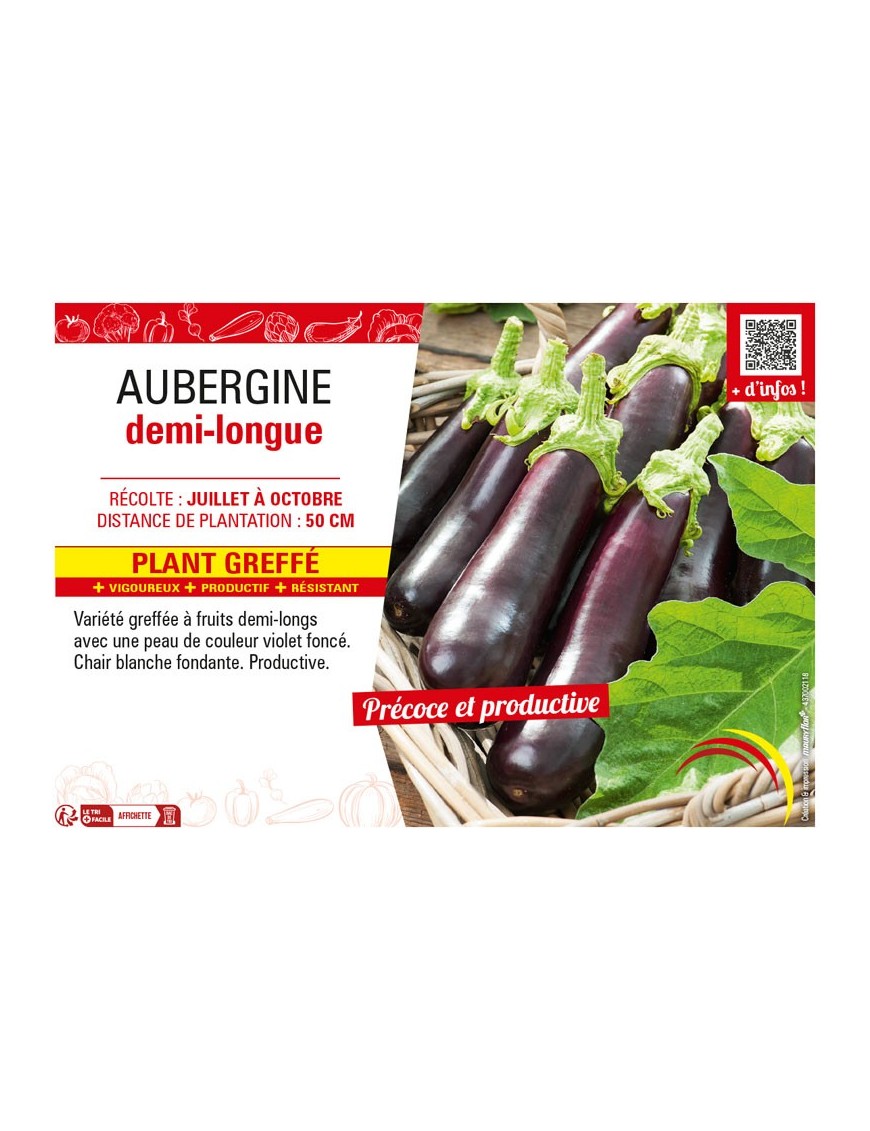 AUBERGINE DEMI-LONGUE Plant greffé