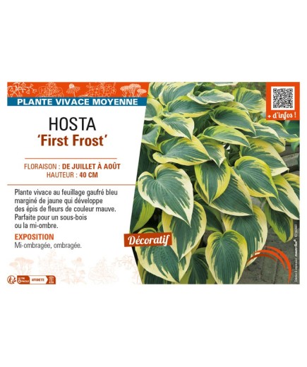 HOSTA First Frost