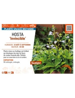 HOSTA Invincible