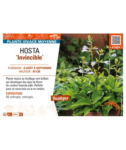 HOSTA Invincible