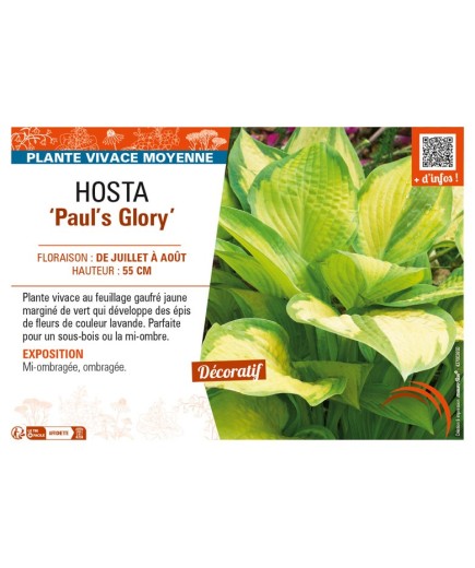 HOSTA Paul's Glory