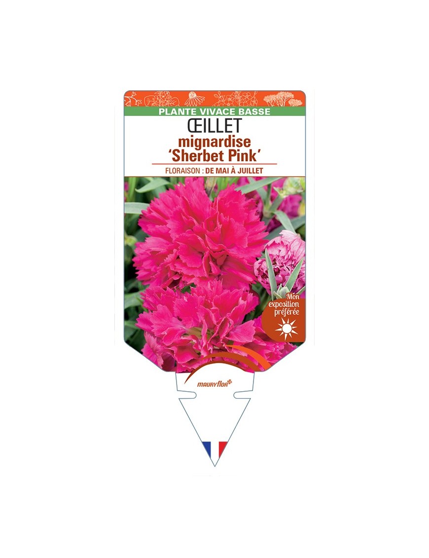 DIANTHUS plumarius Sherbet Pink voir Œillet mignardise