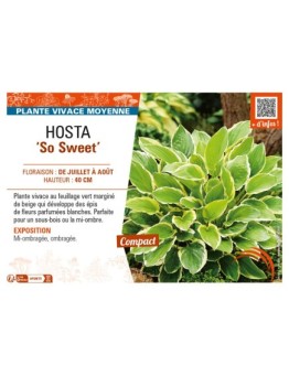 HOSTA So Sweet