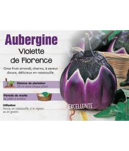 AUBERGINE VIOLETTE DE FLORENCE