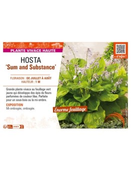 HOSTA Sum and Substance