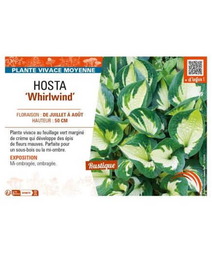 HOSTA Whirlwind