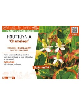 HOUTTUYNIA (cordata) Chameleon